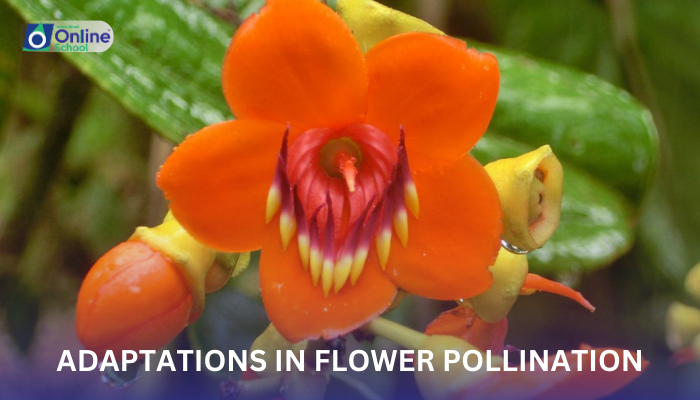 Lesson 08: Adaptations in Flower Pollination
